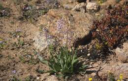 Image of Cyanella cygnea G. Scott