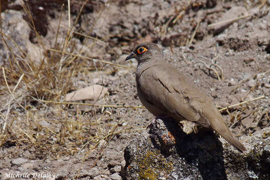 Image of Bare-eyed Ground-Dove