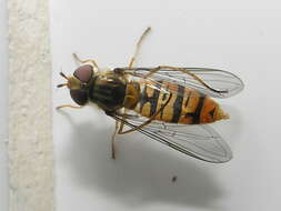 Image of Marmalade hoverfly