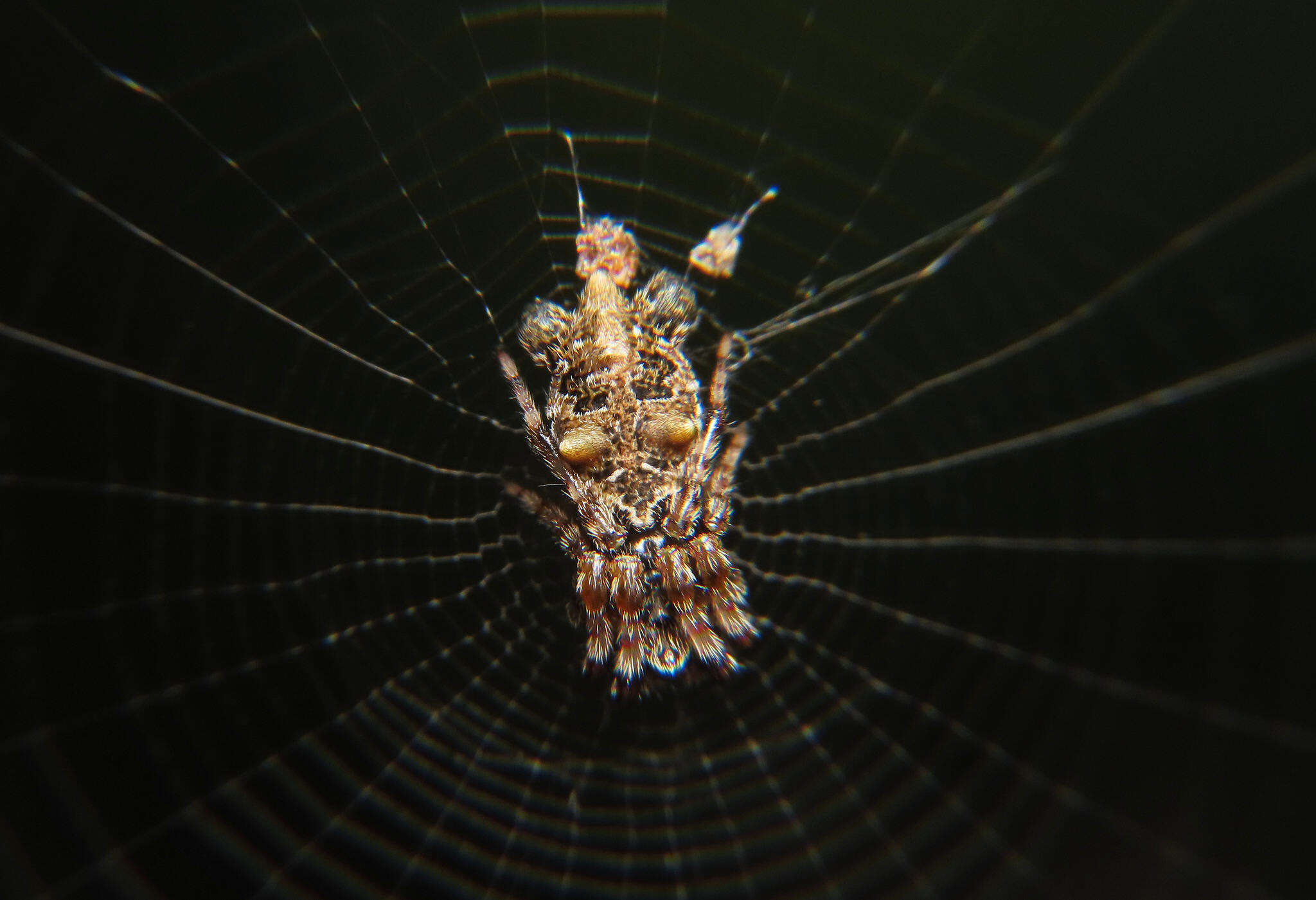 Image of Cyclosa diversa (O. Pickard-Cambridge 1894)