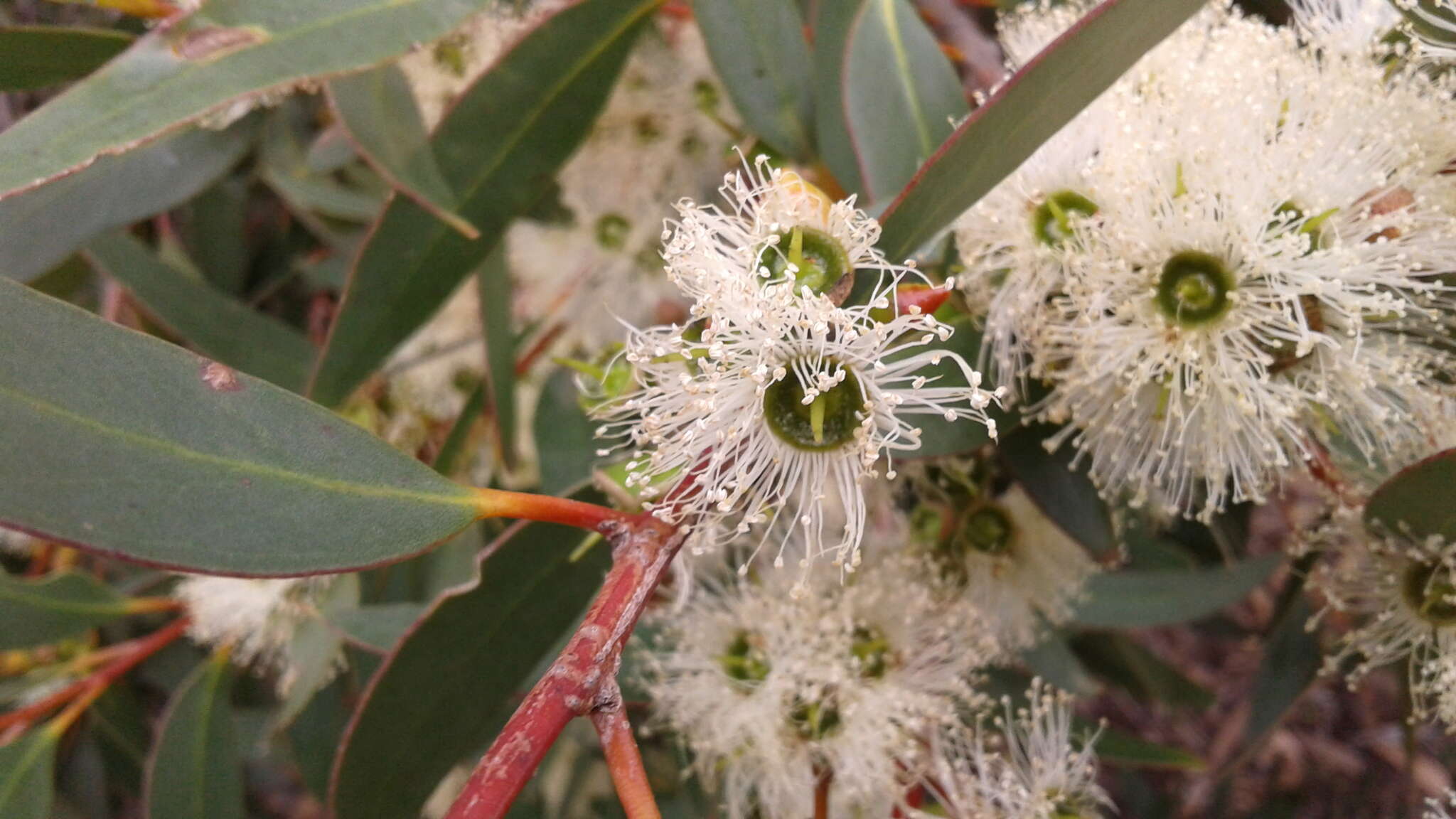 Imagem de Eucalyptus diversifolia subsp. diversifolia