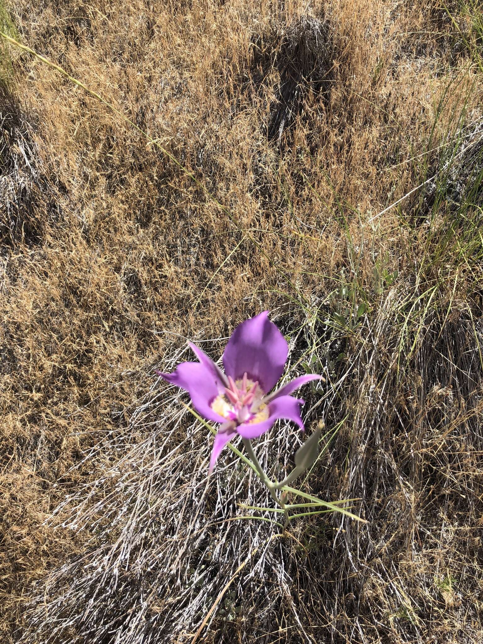 Image of sagebrush mariposa lily