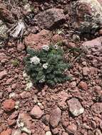 Image of Canby's biscuitroot