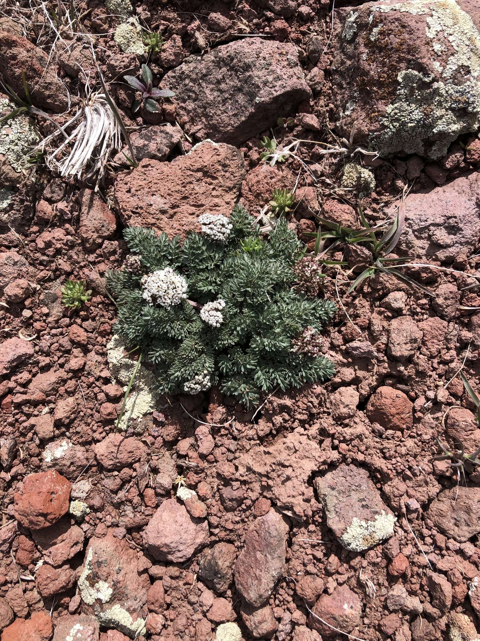 Lomatium canbyi (Coult. & Rose) Coult. & Rose resmi