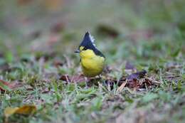 Image de Mésange de Taiwan