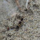 Image de Orchesella pannonica Stach & J 1960