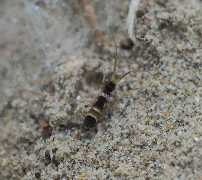 Image of Orchesella pannonica Stach & J 1960