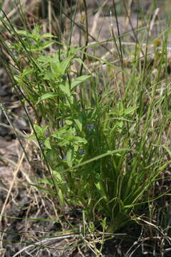 Image of fluxweed