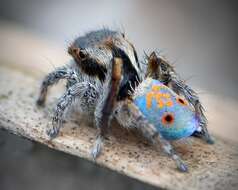 Image of Maratus vultus Otto & Hill 2016