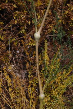 Ferulago nodosa (L.) Boiss. resmi