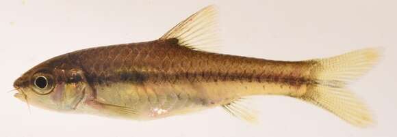 Image of Orange-fin barb