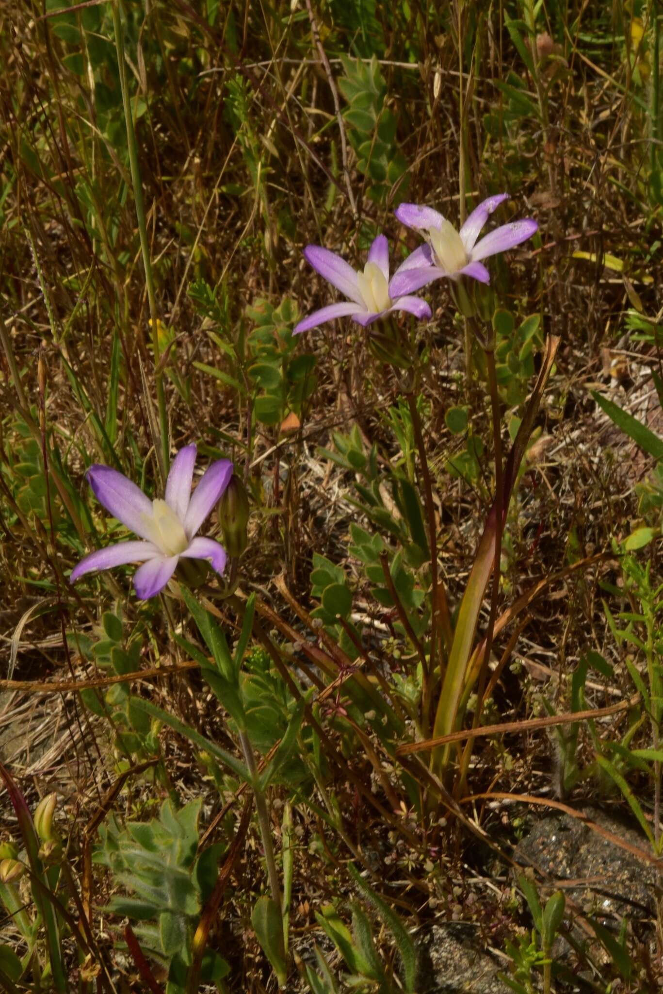 Sivun Brodiaea pallida Hoover kuva