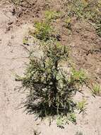 Слика од Salix taxifolia Kunth