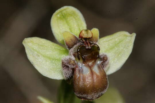 Image of Bumblebee orchid