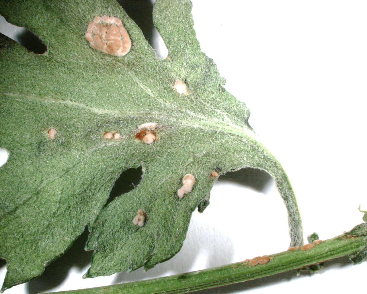 Sivun Puccinia horiana Henn. 1901 kuva