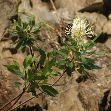 Sivun Oreocallis grandiflora (Lam.) R. Br. kuva