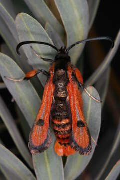 Image de Chamaesphecia anthraciformis Rambur 1832