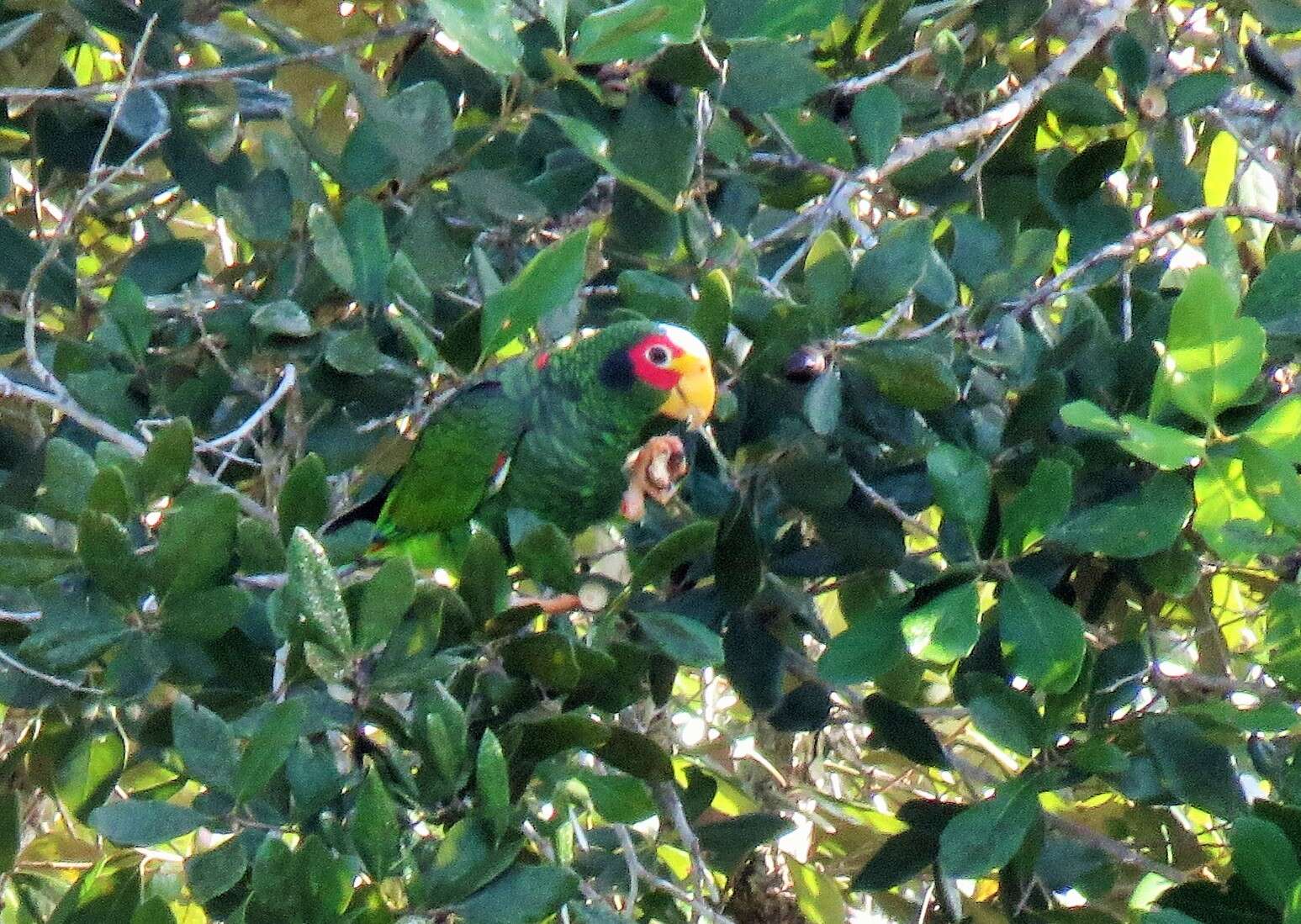 صورة Amazona xantholora (Gray & GR 1859)