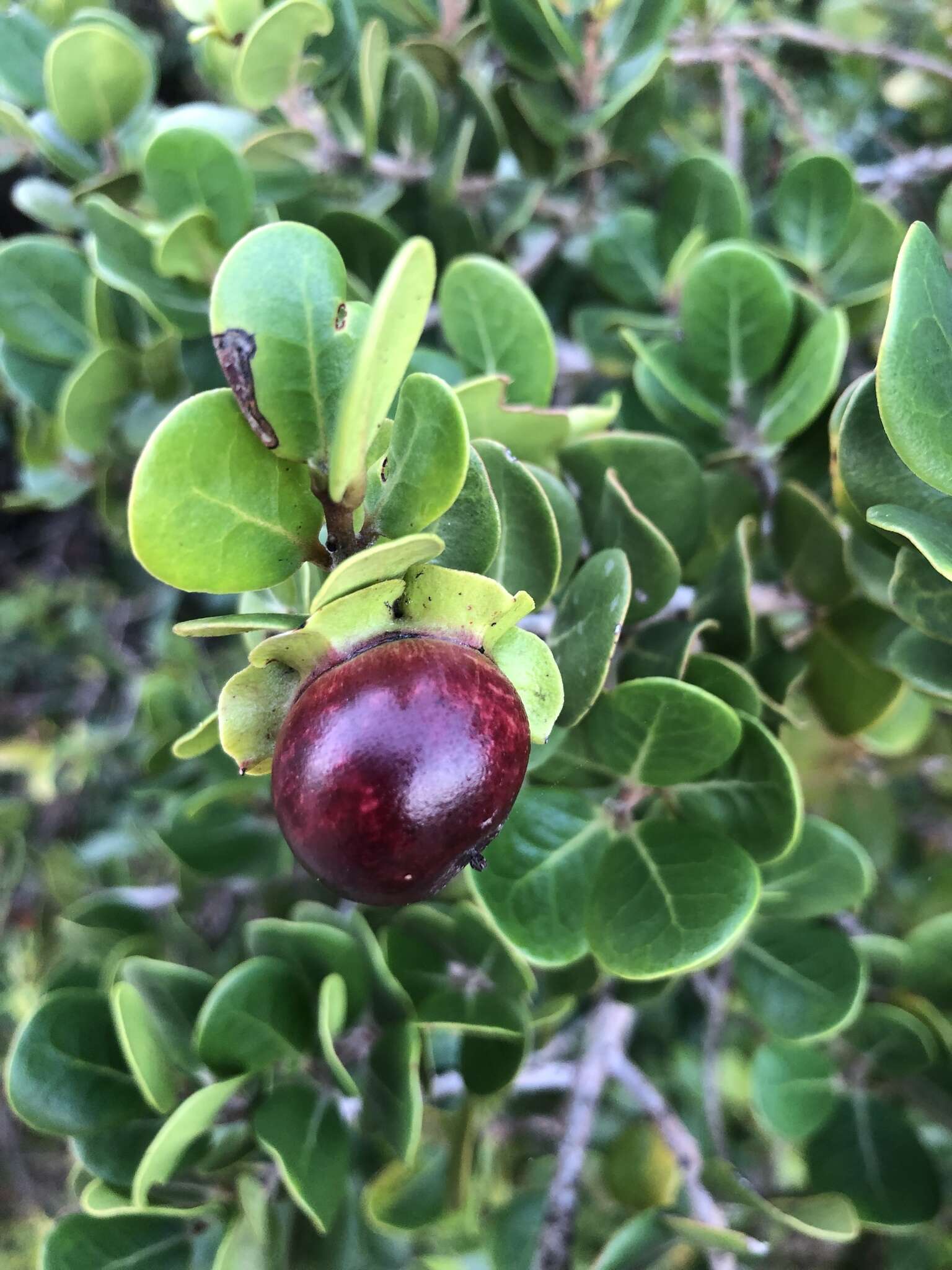 Sivun Diospyros rotundifolia Hiern kuva