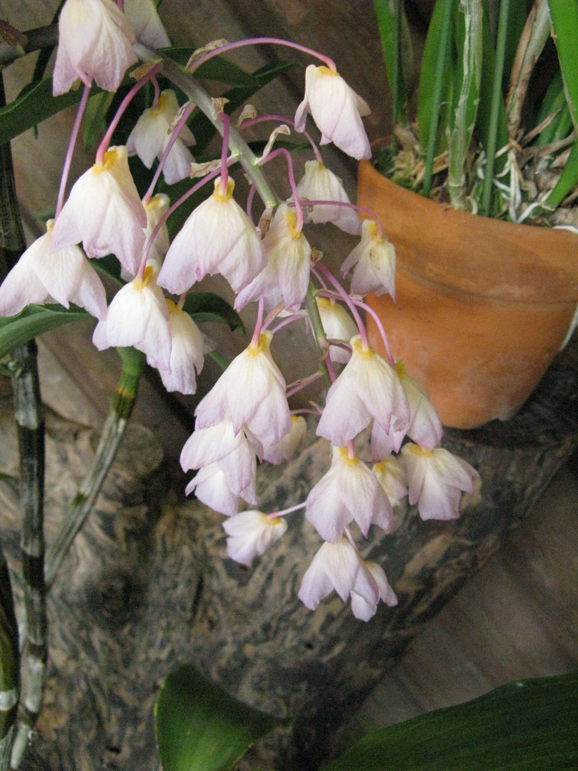 صورة Dendrobium amabile (Lour.) O'Brien