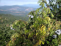 Image of Sambucus cerulea