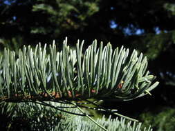 Image of California Red Fir