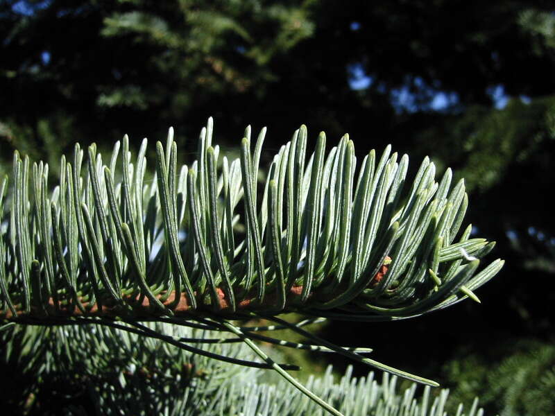 Image of California Red Fir