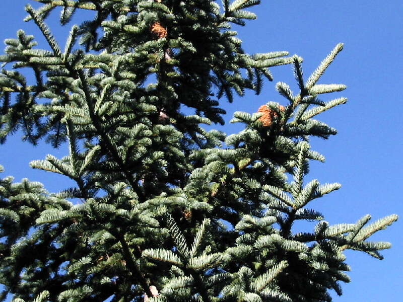 Image of California Red Fir