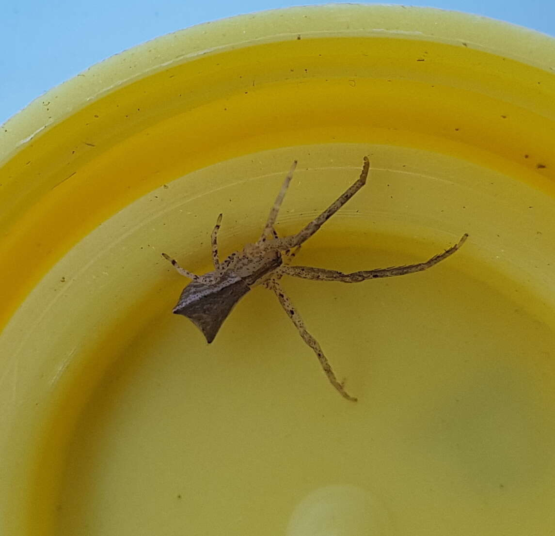 Слика од Sidymella longipes (L. Koch 1874)