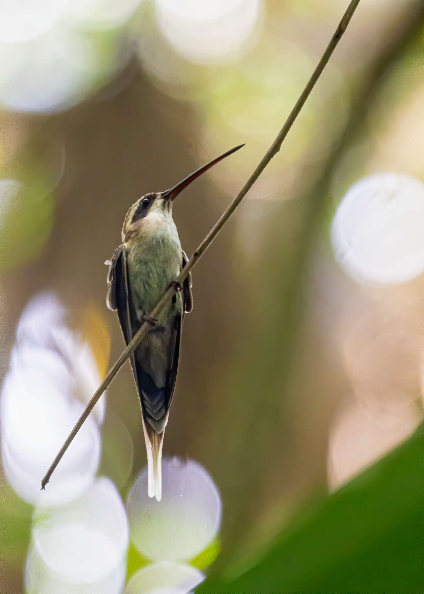 Image of Pale-bellied Hermit