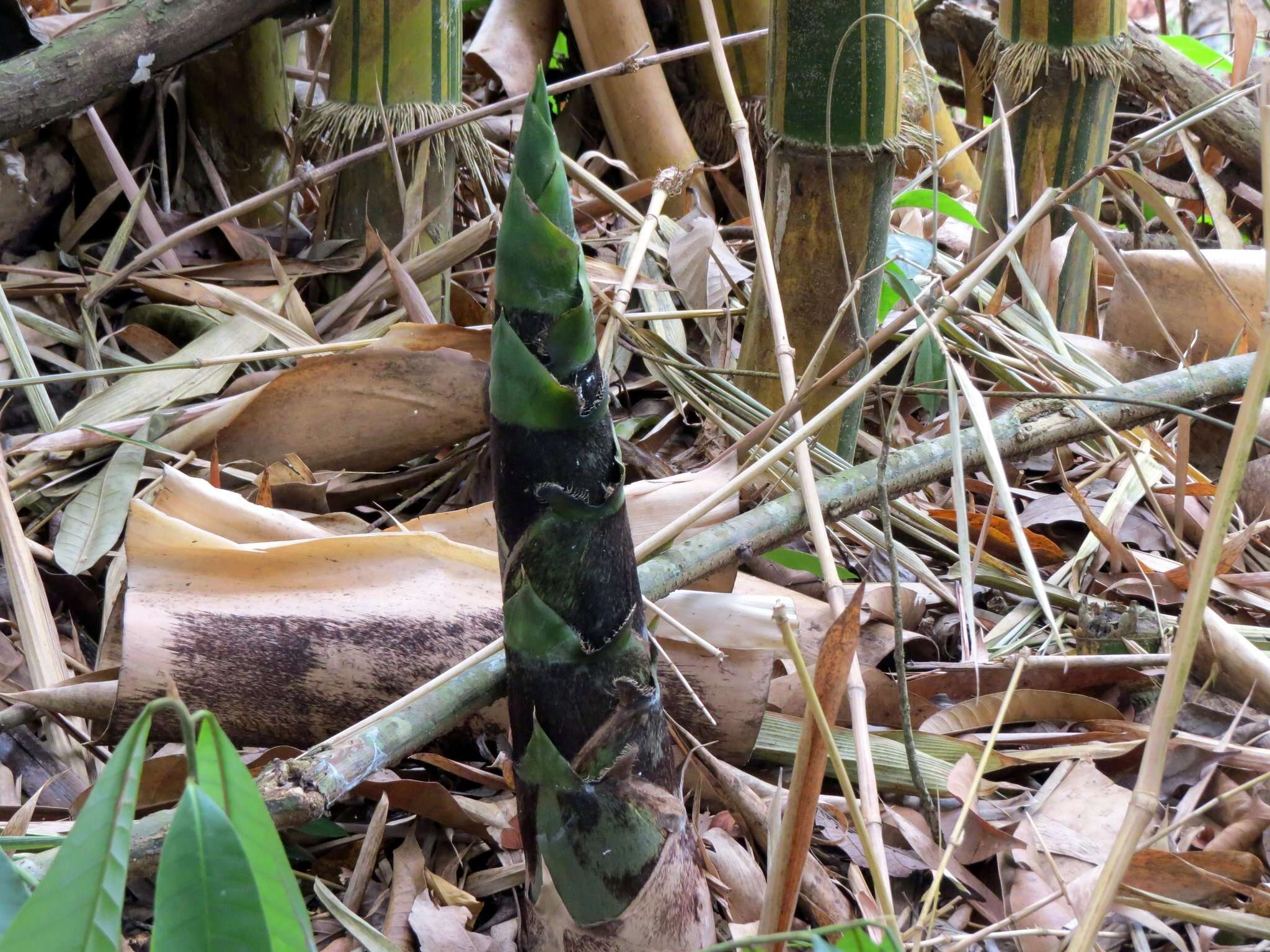 Image of Bambusa vulgaris var. vittata Rivière & C. Rivière