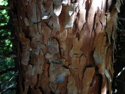 Image of Incense-cedar
