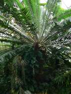 Image of Natal Cycad