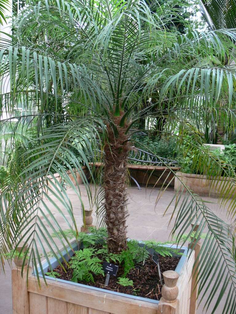 Image of pygmy date palm