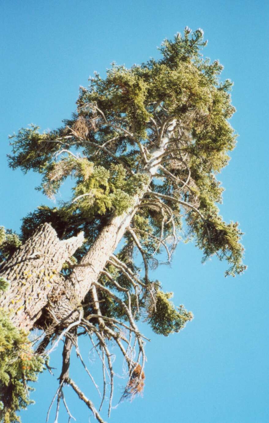 Image of white fir