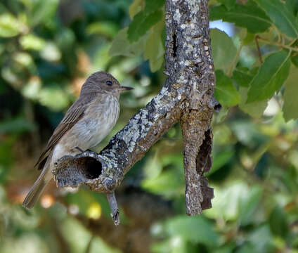 Image of <i>Muscicapa striata tyrrhenica</i>