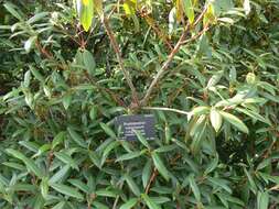 Image of Rhododendron rubiginosum Franch.