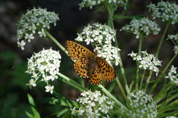 Image of <i>Boloria oscarus</i>