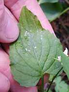 Imagem de Viola canadensis var. scopulorum A. Gray