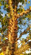 Image of Ceiba schottii Britten & E. G. Baker