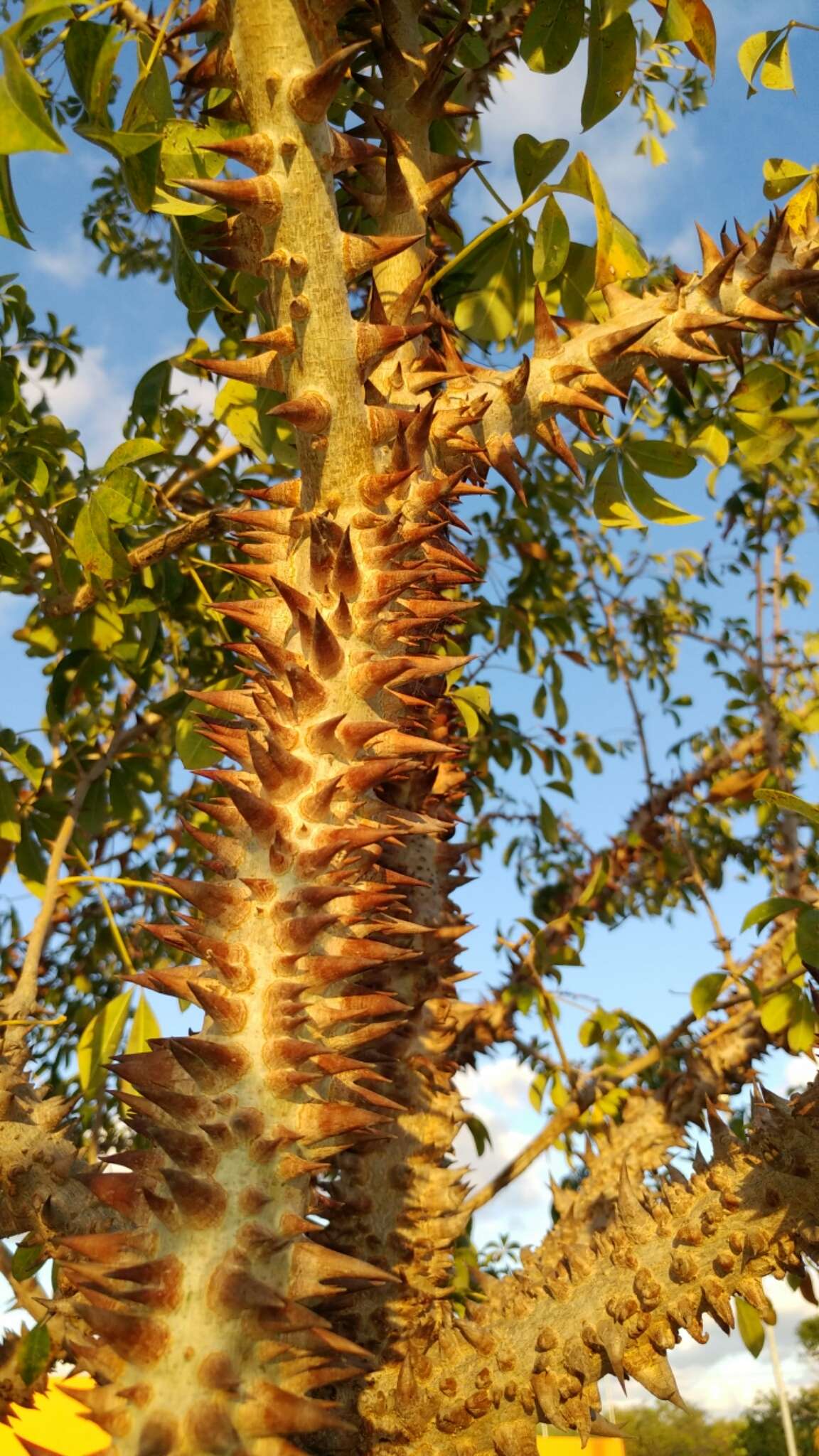 Ceiba schottii Britten & E. G. Baker resmi