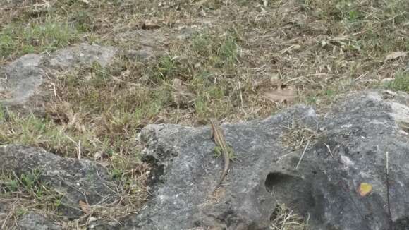 Image of Haitian Curlytail Lizard