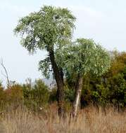 Image of Highveld Cabbage Tree