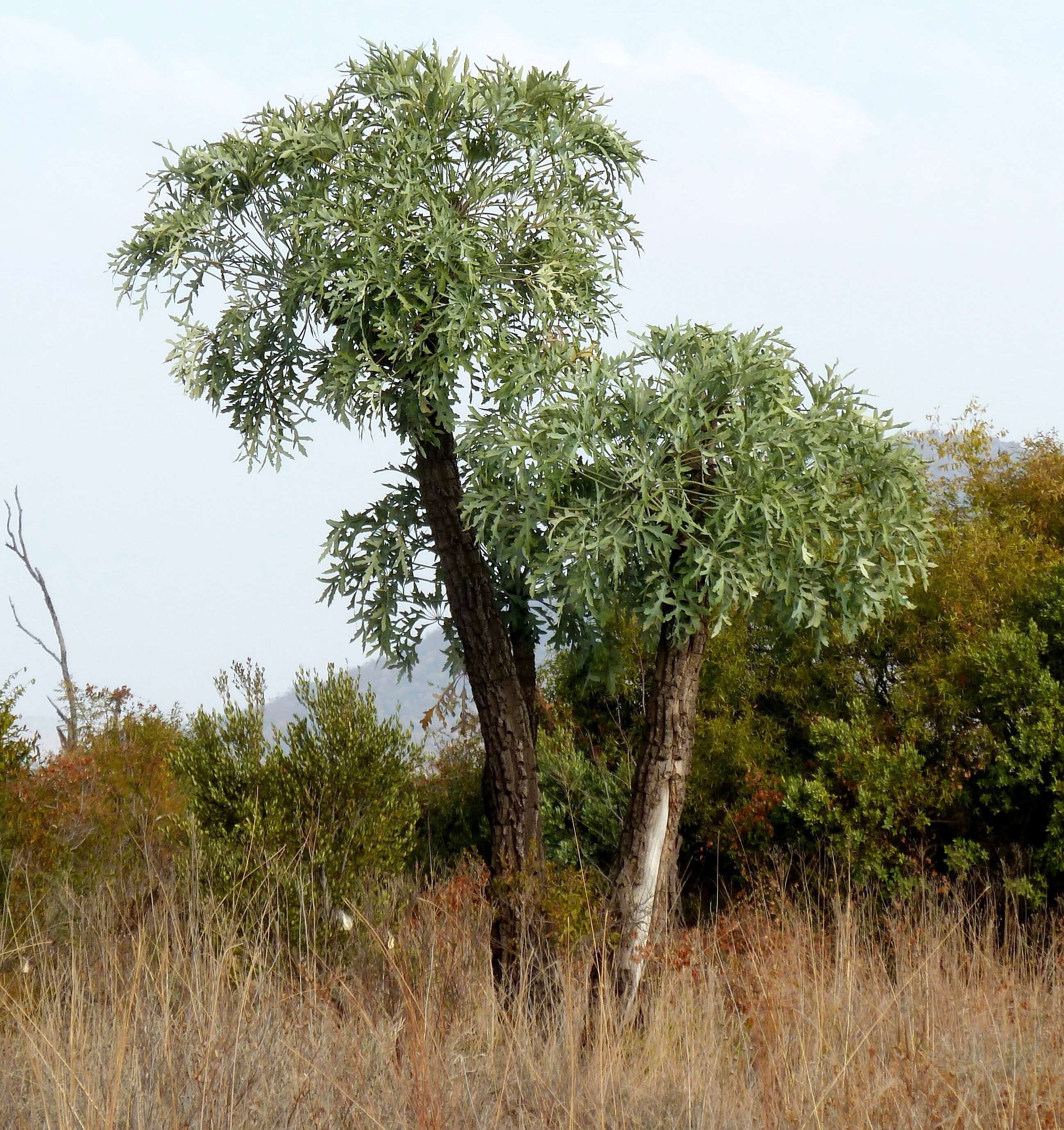 Image of Highveld Cabbage Tree