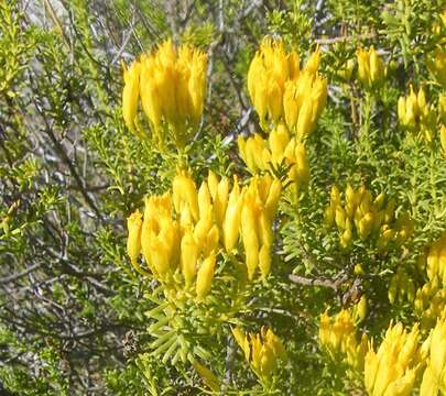 Image of Pteronia uncinata DC.