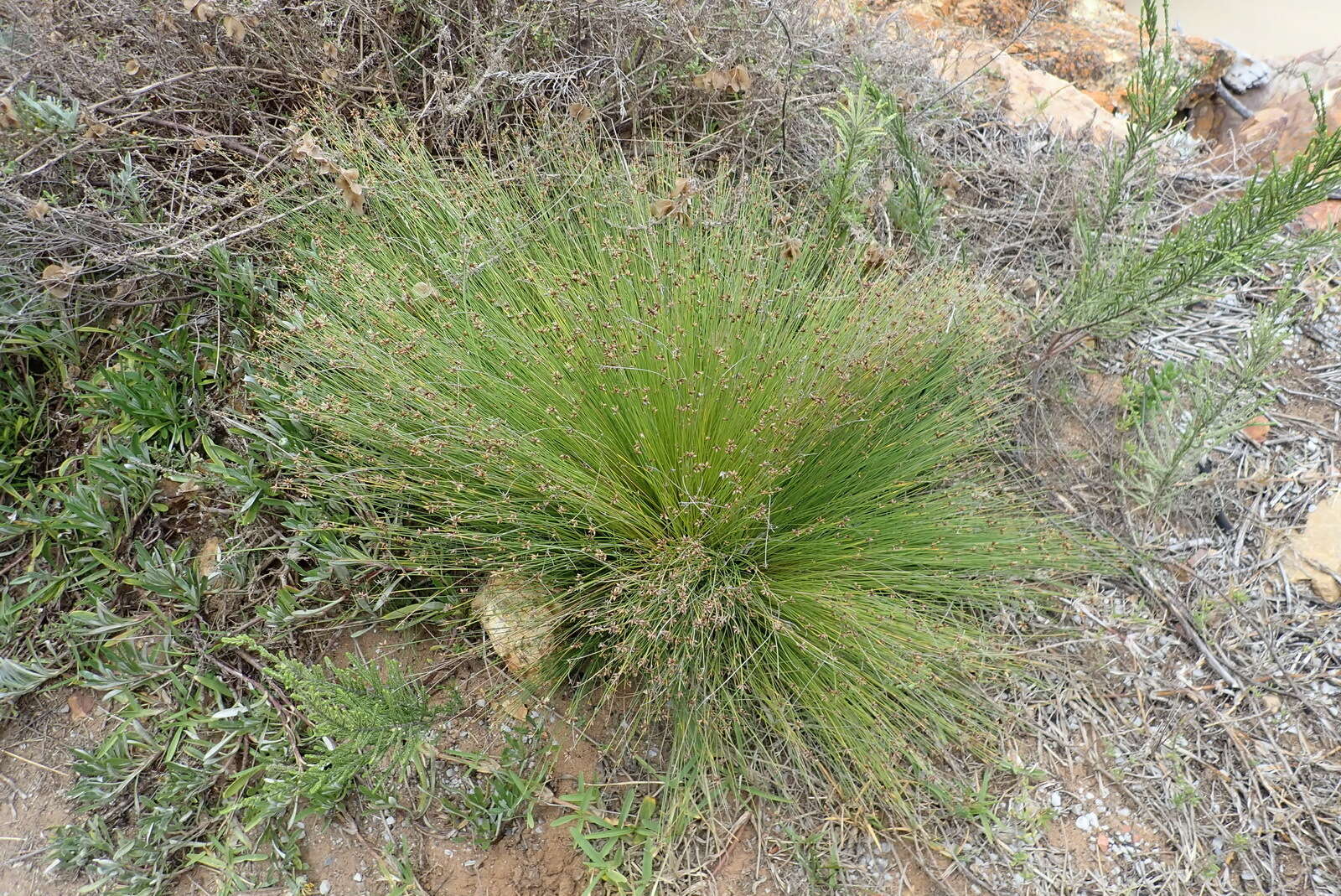 Image of Ficinia acuminata (Nees) Nees