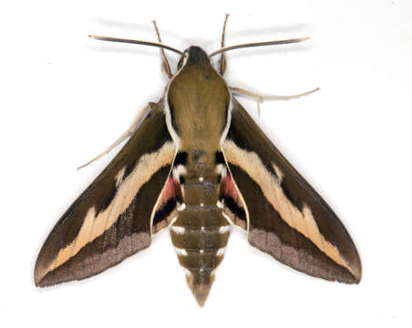 Image of Galium Sphinx