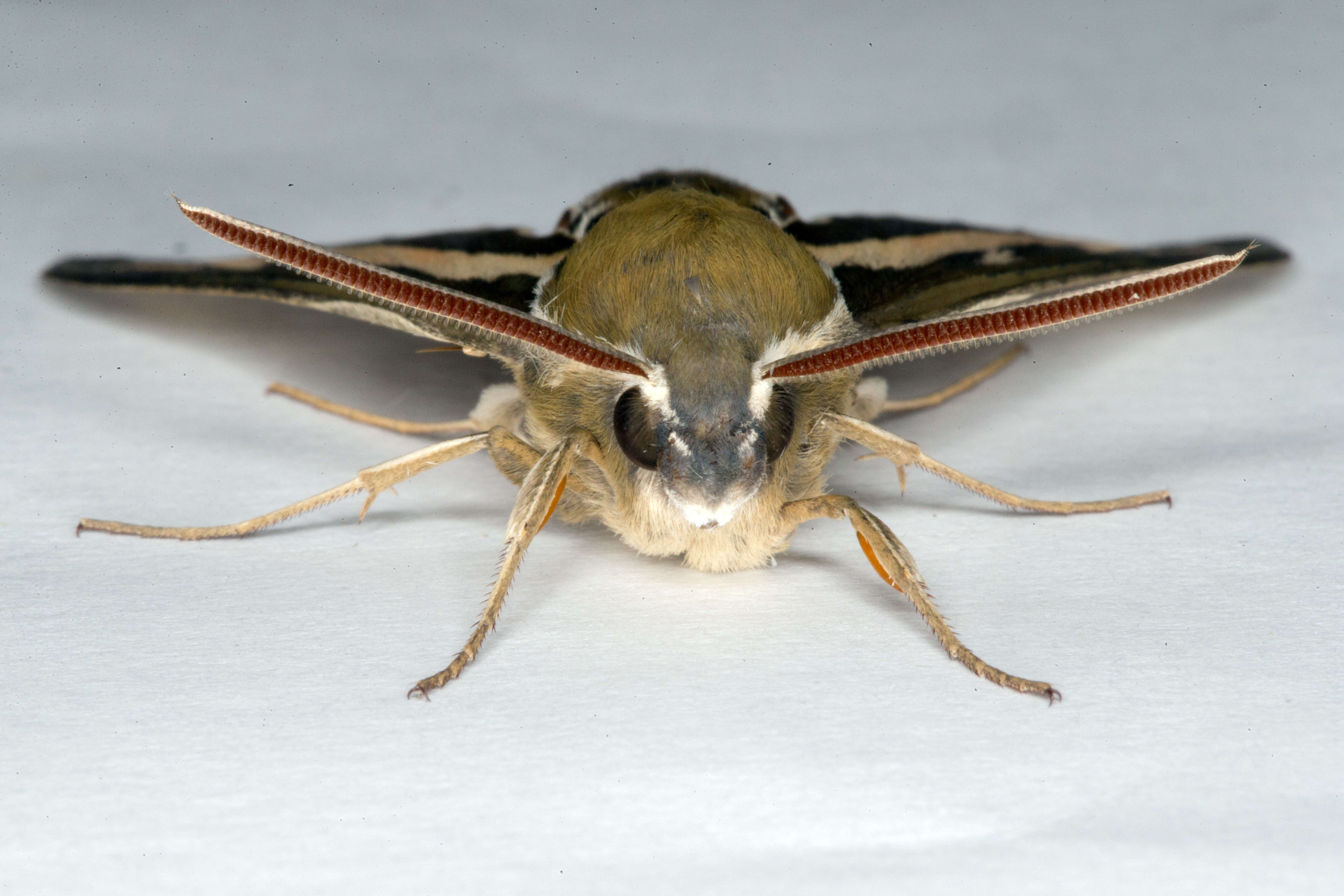 Image of Galium Sphinx