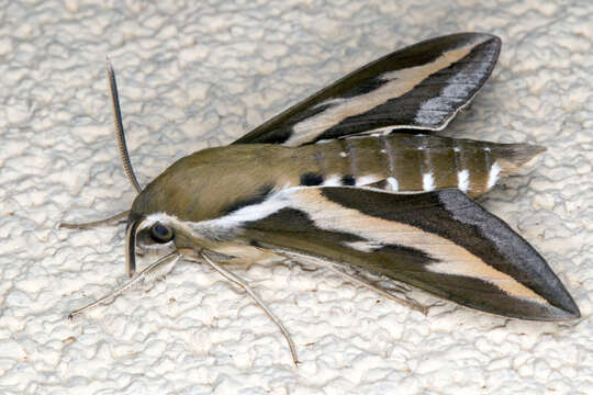 Image of Galium Sphinx