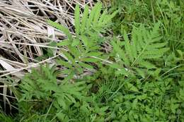 Image of sensitive fern